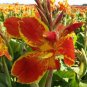 200 Seeds Canna Lily Potted Flower Yellow Red Colorful Flowers