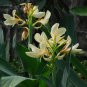 50 Seeds Canna Lily Seeds Gorgeous Lily-like Blossoms in Cream White