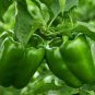 600 Seeds Capsicum Organic Green Bell Peppers Sweet Bell Pepper Vegetable Planting