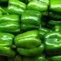 600 Seeds Capsicum Organic Green Bell Peppers Sweet Bell Pepper Vegetable Planting