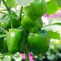 600 Seeds Capsicum Organic Green Bell Peppers Sweet Bell Pepper Vegetable Planting