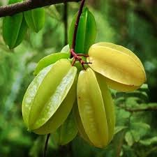 50 Seeds Carambola 2 Types Available
