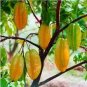 50 Seeds Carambola 2 Types Available