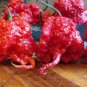 100 Seeds Carolina Reaper Pepper Red