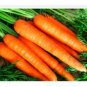 3200 Seeds Carrot Red Giant Vegetable Planting Organic Heirloom