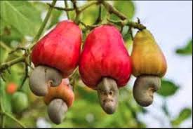 5 Seeds Cashew Tree