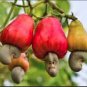 5 Seeds Cashew Tree