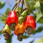 5 Seeds Cashew Tree