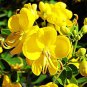 20 Seeds Cassia Seeds herb catsia tora Linn Chinese herb