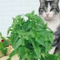 200 Seeds Cat Mint Aromaticpotted Plants Catnip Flores Heirloom Spearmint Herb plantas Aromatic