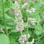 200 Seeds Cat Mint Aromaticpotted Plants Catnip Flores Heirloom Spearmint Herb plantas Aromatic
