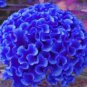 200 Seeds Celosia Cristata Blue Color