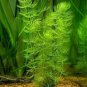 500 Seeds Ceratophyllum Aquarium Grass Ornamental