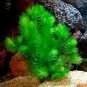 500 Seeds Ceratophyllum Aquarium Grass Ornamental