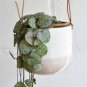 100 Seeds Ceropegia Seeds Succulent Hanging Bonsai Plants