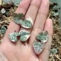 100 Seeds Ceropegia Seeds Succulent Hanging Bonsai Plants