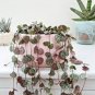100 Seeds Ceropegia Seeds Succulent Hanging Bonsai Plants