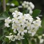 20 Seeds CESTRUM NOCTURNUM Night Blooming Jasmine White Flowers