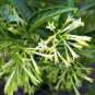 20 Seeds CESTRUM NOCTURNUM Night Blooming Jasmine White Flowers