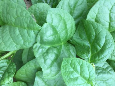 100 Seeds Ceylon Spinach Malabar Spinach Green