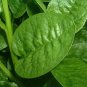 100 Seeds Ceylon Spinach Malabar Spinach Green