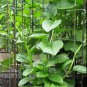 100 Seeds Ceylon Spinach Malabar Spinach Green