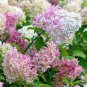 20 Seeds Champagne Hydrangea Bonsai Rare ice Cream Hydrangea Flowers