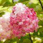20 Seeds Champagne Hydrangea Bonsai Rare ice Cream Hydrangea Flowers