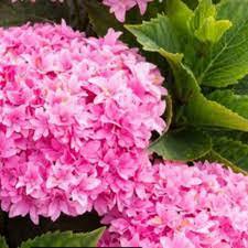20 Seeds Champagne Hydrangea Fresh Pink Flowers