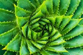 50 Seeds Charming Aloe Mix