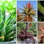 50 Seeds Charming Aloe Mix