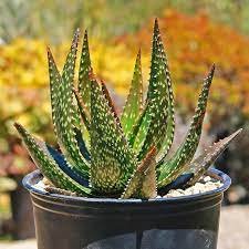 500 Seeds Charming Aloe Mix Excellent Houseplants Succulent Aloe Vera Bonsai Beauty