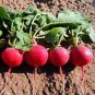 1000 Seeds Cherry Belle Radish