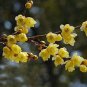 20 Seeds Chimonanthus praecox,Wintersweet Potted Plants Home Garden