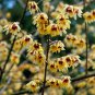 20 Seeds Chimonanthus praecox,Wintersweet Potted Plants Home Garden