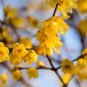 20 Seeds Chimonanthus praecox,Wintersweet Potted Plants Home Garden