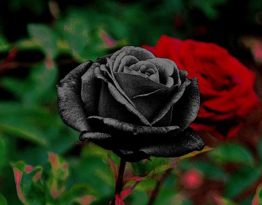 150 Seeds China Rare Black Rose Flower Bonsai
