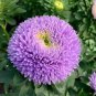 200 Seeds Chinese Ageratum Conyzoides Callistephus Chinensis Aster Light Purple Flowers