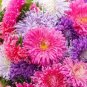 100 Seeds Chinese Aster Bonsai (Callistephus)