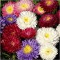 100 Seeds Chinese Aster Bonsai (Callistephus)