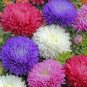 100 Seeds Chinese Aster Bonsai (Callistephus)