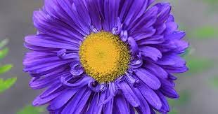 100 Seeds Chinese Aster Bonsai, Strong Ability to reproduce