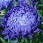 100 Seeds Chinese Aster Bonsai, Strong Ability to reproduce