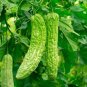15 Seeds Chinese Bitter Melon Gourd (Momordica Charantia)