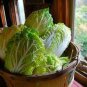 800 Seeds CHINESE CABBAGE (Buk Choy-White Stem)