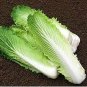 1000 Seeds Chinese cabbage