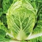 1000 Seeds Chinese cabbage