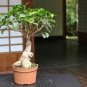 50 Seeds Chinese Ficus Benjamina Bonsai Tree Plants Flowers Potted Bonsai Variety Complete