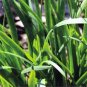 1000 Seeds Chinese Garlic Chives