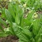 2500 Seeds Chinese leaf lettuce Sword pointed
